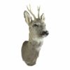 Trophy Buck  Colored   Natural 17x36x60cm 8716522028959 Mars & More