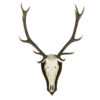 Skull Deer  Red   Natural 64x47x60cm 8716522029079 Mars & More