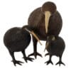 H28 Kiwi Bird M